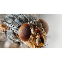 Bilde av flue tatt av Optilia kamera