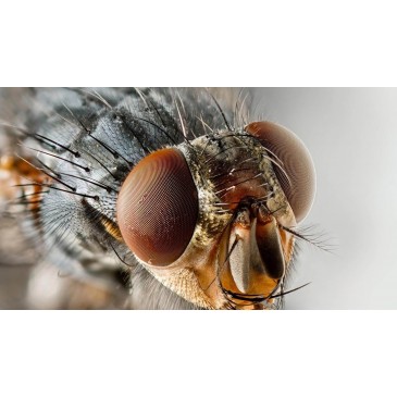 Bilde av flue tatt av Optilia kamera
